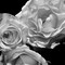 LEssence de la Rose BW I Poster Print by Monika Burkhart - Item # VARPDXPSBHT405